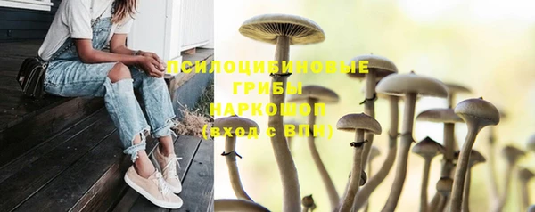 индика Аркадак